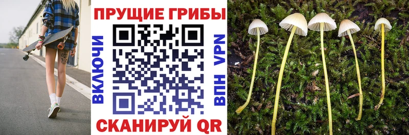 где продают наркотики  Новочеркасск  Галлюциногенные грибы Magic Shrooms 